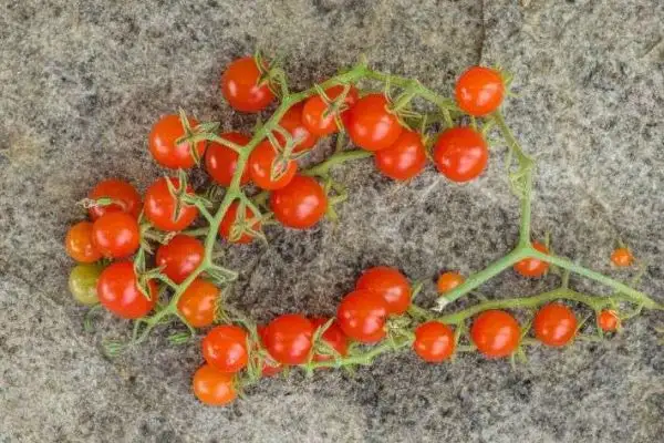 Tomaten: Filaris