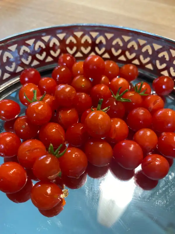 Tomaten: Filaris Johannisbeertomate