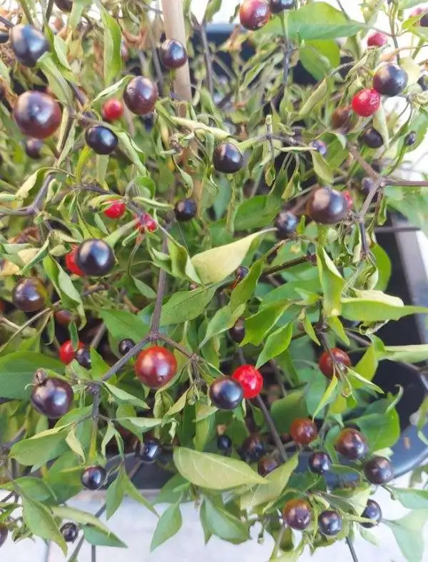 Chili / Paprika: Filius Blue