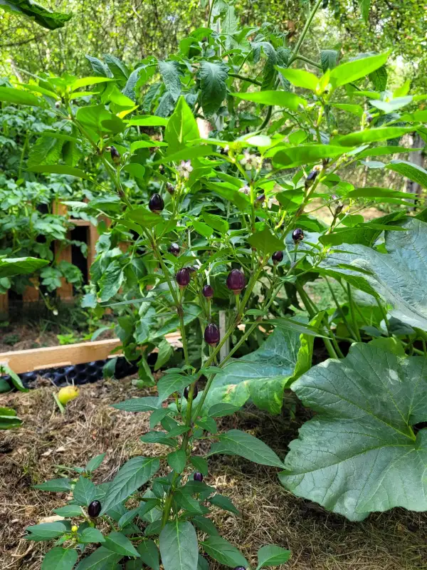 Chili / Paprika: Filius Blue Ornamental