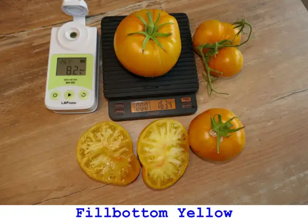 Tomaten: Fillbottom Yellow