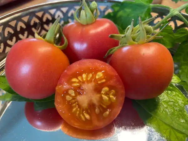 Tomaten: Filz Wildtomate