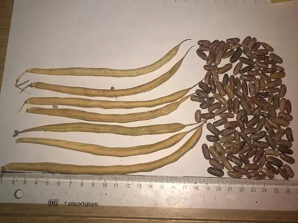 Bohnen: Fin de Bagnols