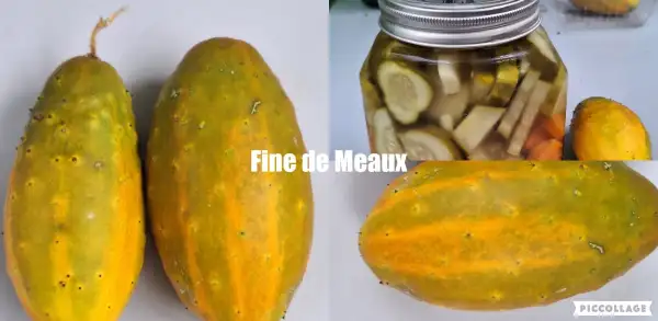 Gurken: Fine de Meaux