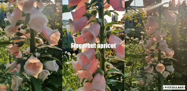 Blumen: Fingerhut - Apricotfarbener