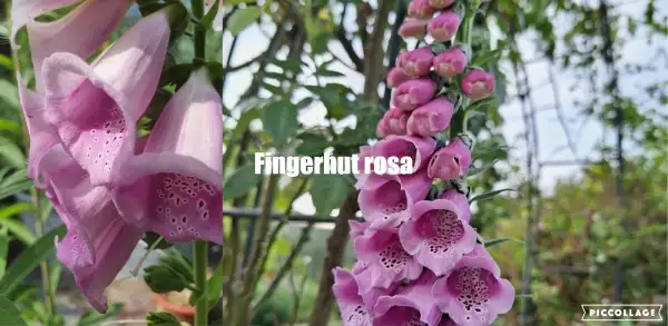 Blumen: Fingerhut - Rosa