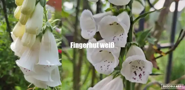 Blumen: Fingerhut - Weiss