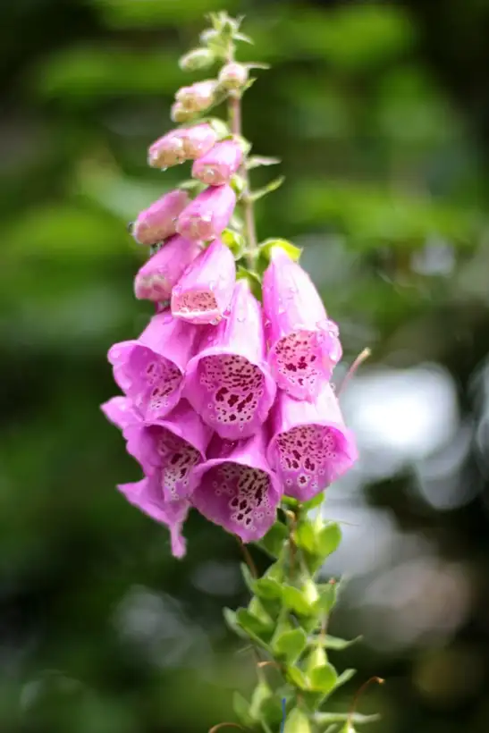 Blumen: Fingerhut