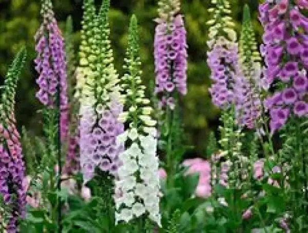 Blumen: Fingerhut
