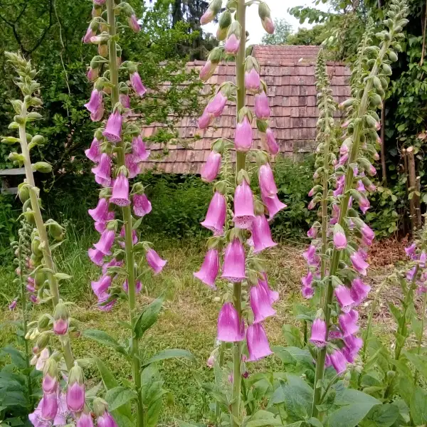 Blumen: Fingerhut rosa, mehrjährige Pflanze, die sich selber aussät