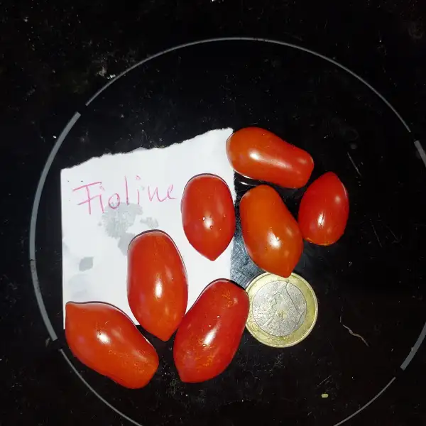 Tomaten: Fioline