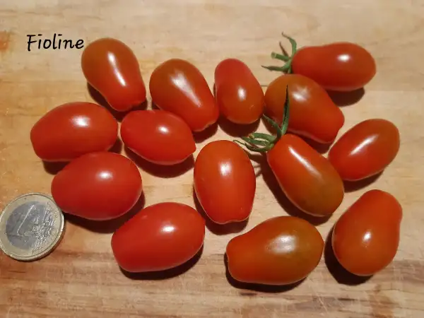 Tomaten: Fioline