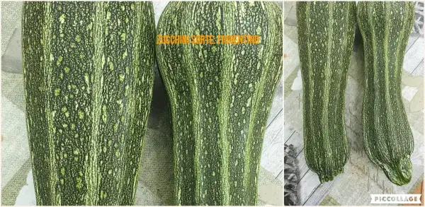 Zucchini: Fiorentino