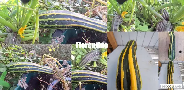 Zucchini: Fiorentino