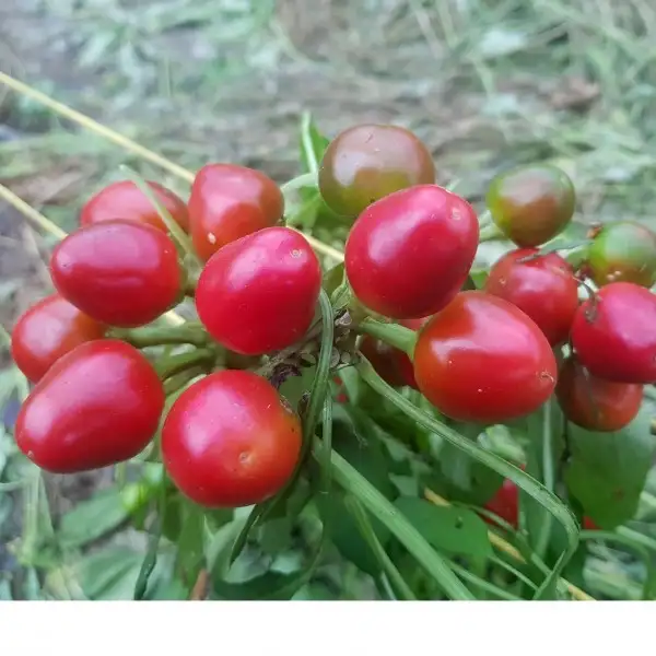 Chili / Paprika: Fire Balls Rot