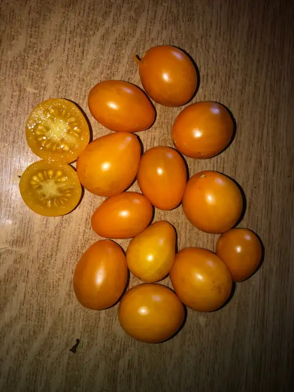 Tomaten: Fire Eggs