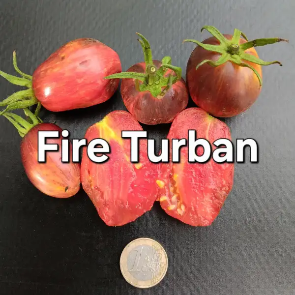 Tomaten: Fire turban