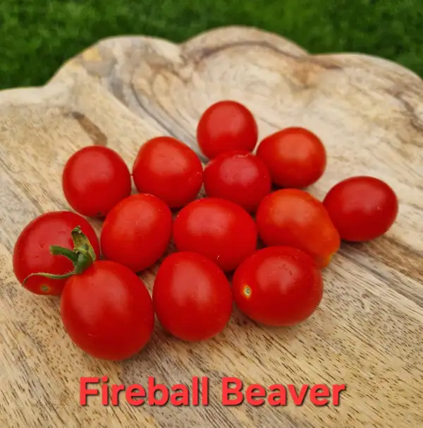Tomaten: Fireball Beaver