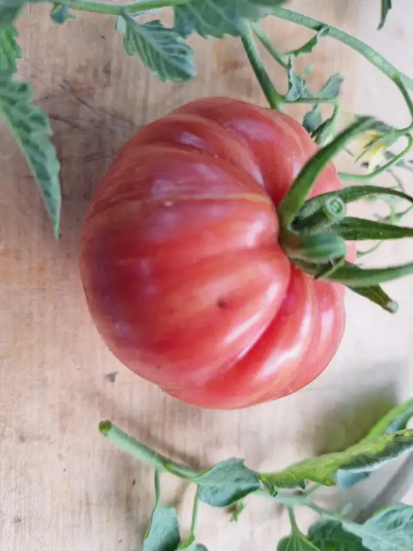 Tomaten: Firebird Sweet