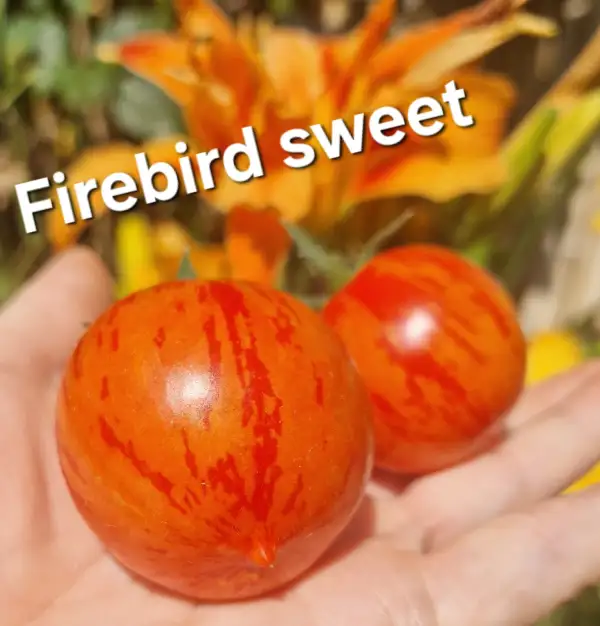 Tomaten: Firebird Sweet
