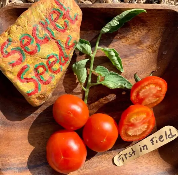 Tomaten: First in Field