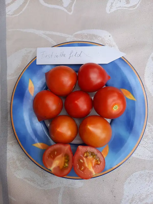 Tomaten: First in the Field