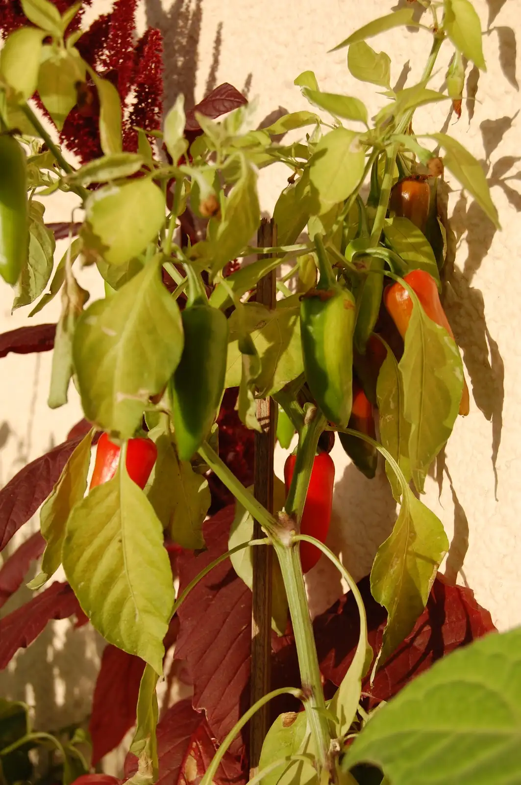 Chili / Paprika: Fischpepper