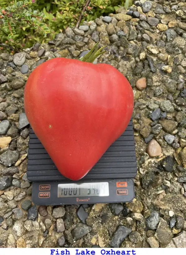 Tomaten: Fish Lake Oxheart