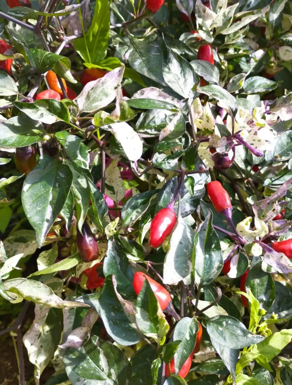 Chili / Paprika: Fish Pepper