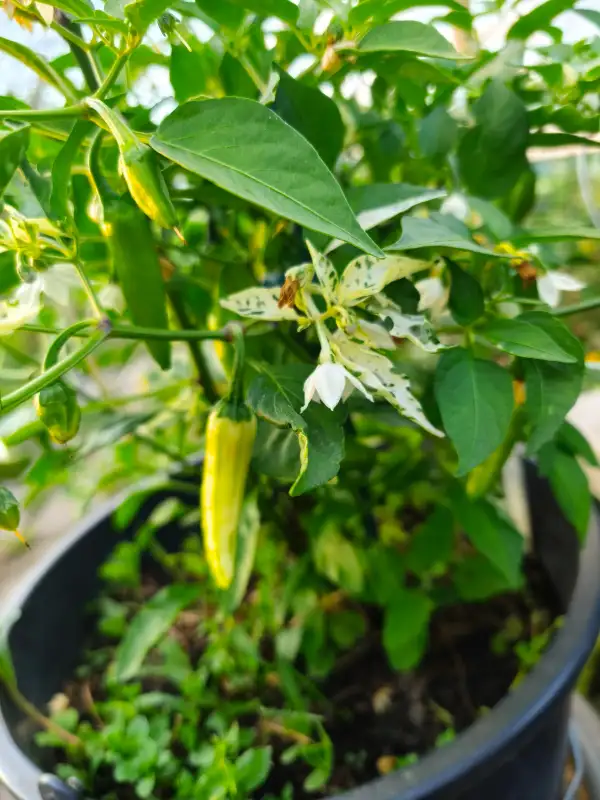 Chili: Fish Pepper