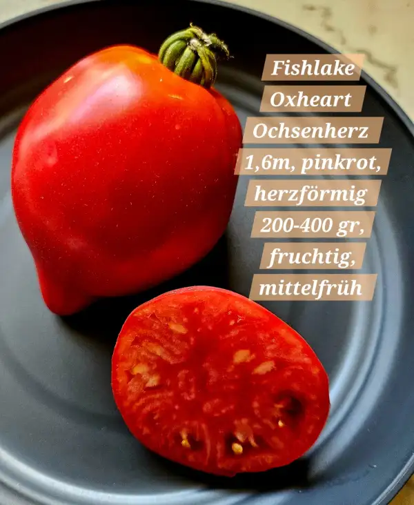 Tomaten: Fishlake Oxheart