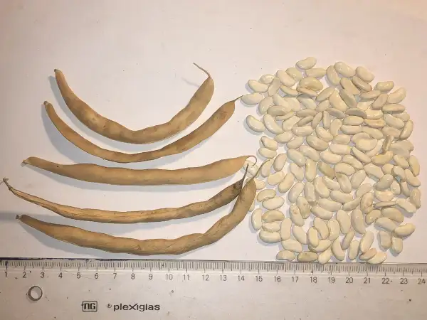 Bohnen: Flageolet à Feuilles d