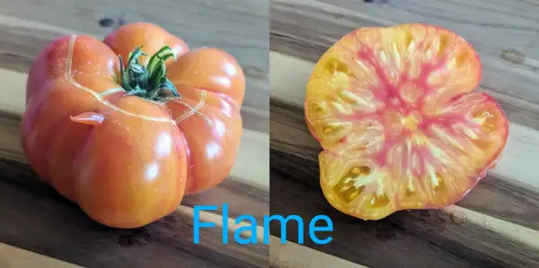 Tomaten: Flame