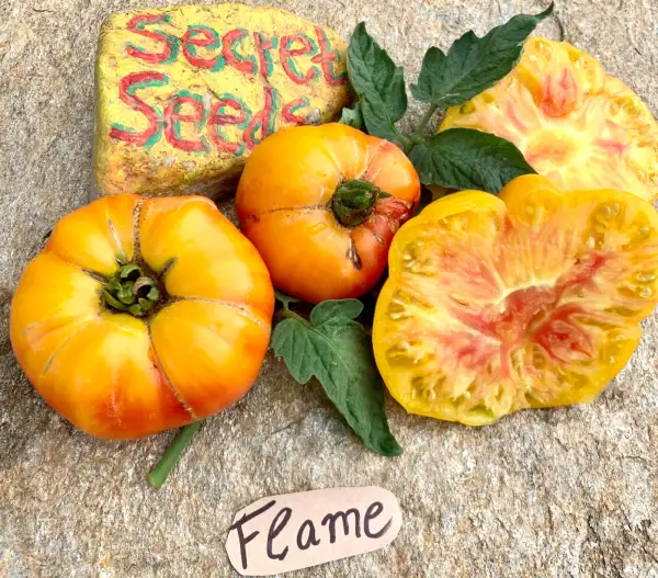 Tomaten: Flame