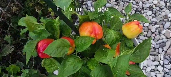 Chili / Paprika: Flamingo