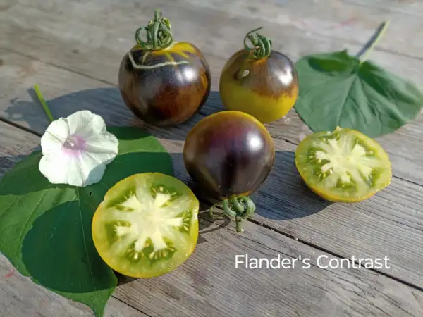 Tomaten: Flander