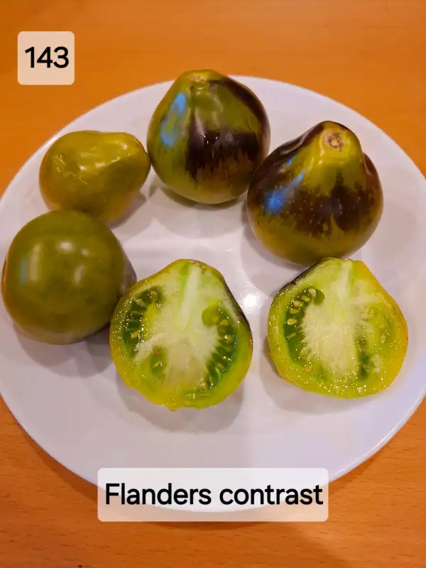 Tomaten: Flanders Contrast