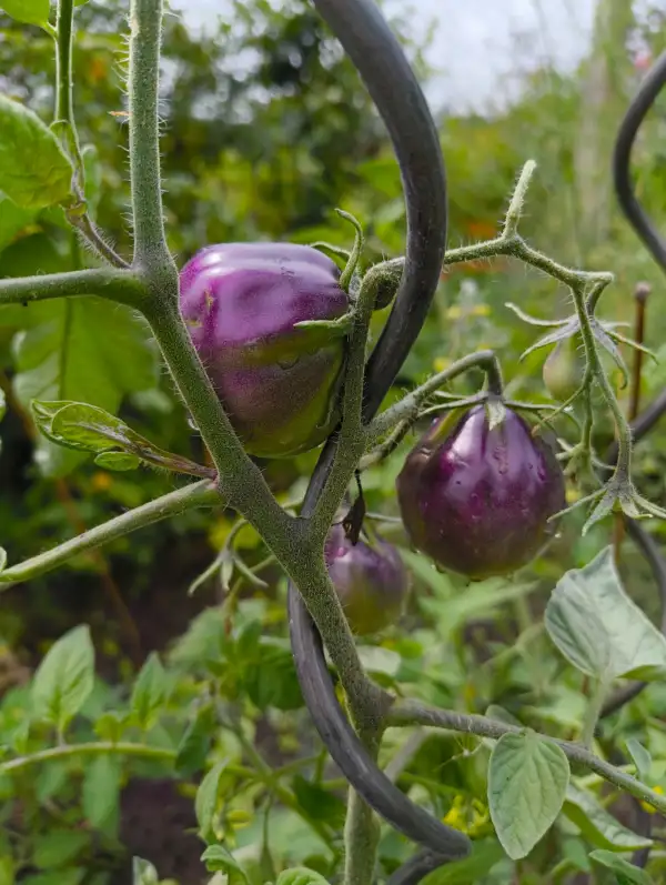 Tomaten: Flanders Contrast