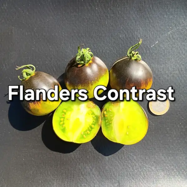 Tomaten: Flanders Contrast