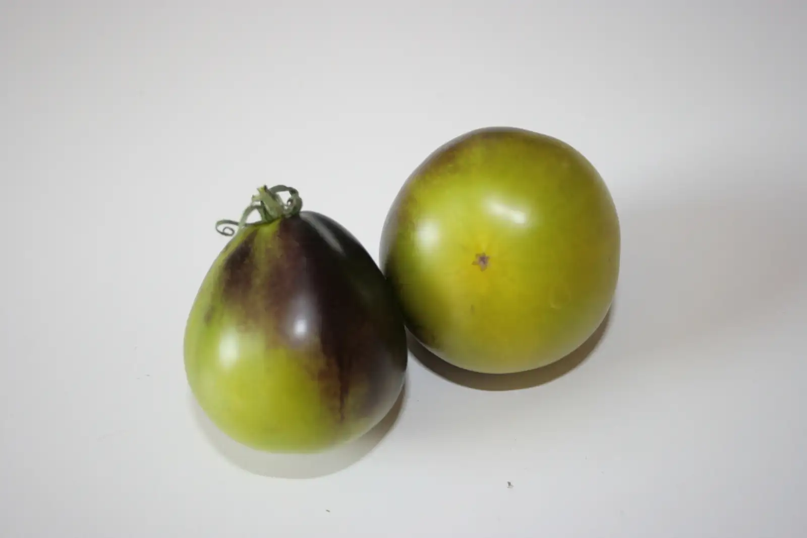 Tomaten: Flanders Contrast