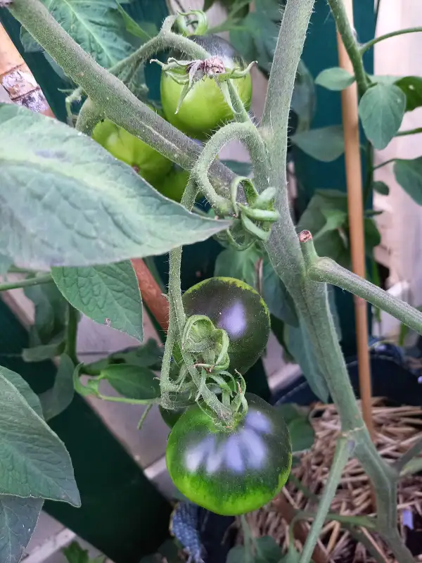 Tomaten: Flanders Contrast