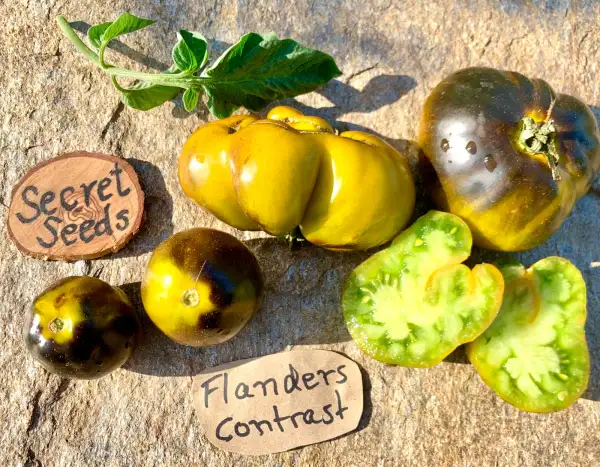 Tomaten: Flanders Contrast
