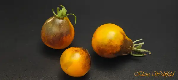 Tomaten: Flanders Contrast