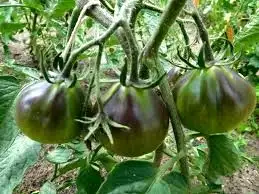 Tomaten: Flanders Contrast