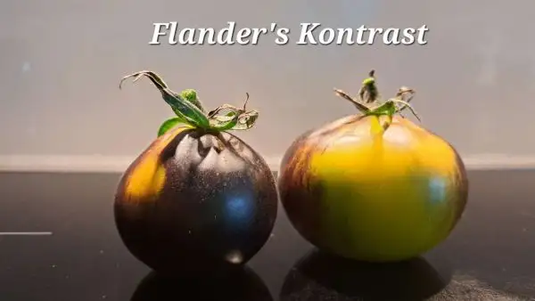 Tomaten: Flanders Kontrast