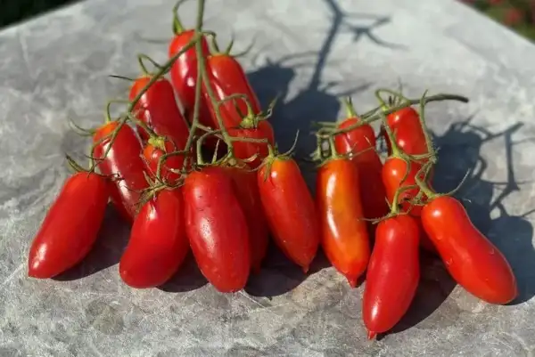 Tomaten: Flaschen Strauch Tomate