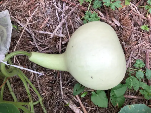 andere Gemüse: flaschenkürbis 