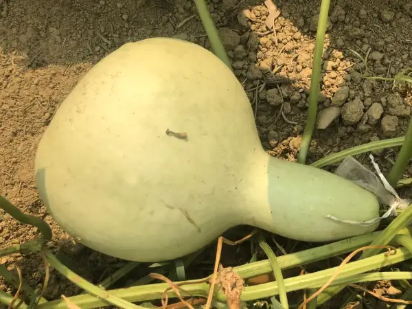 andere Gemüse: Flaschenkürbis 
