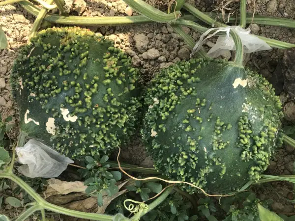 andere Gemüse: Flaschenkürbis 