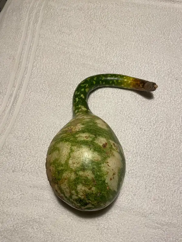 Gurken: Flaschenkürbis Kalebasse Lagenaria siceraria 